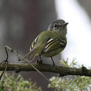 White-lored Tyrannulet