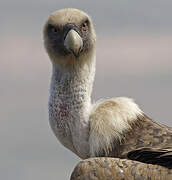 Griffon Vulture