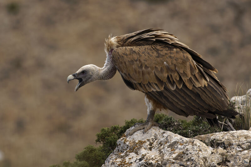 Griffon Vulture