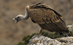 Griffon Vulture