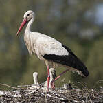 Cigogne blanche