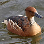 Dendrocygne fauve