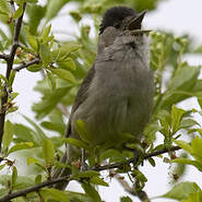 Fauvette à Tête Noire Sylvia Atricapilla