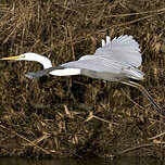 Grande Aigrette