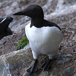 Guillemot de Troïl