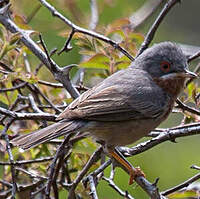 Fauvette passerinette