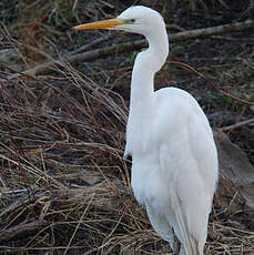 Grande Aigrette