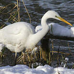 Grande Aigrette