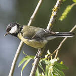 Mésange charbonnière