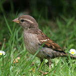 Moineau domestique