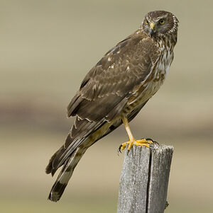 Cinereous Harrier - Circus Cinereus