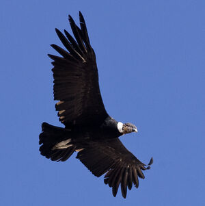 Andean Condor : Pictures.