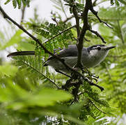 Maranon Gnatcatcher