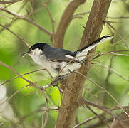 Maranon Gnatcatcher