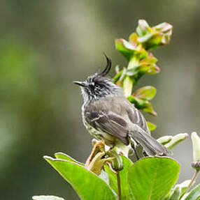 Taurillon mésange