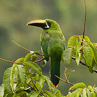 Toucanet à gorge noire