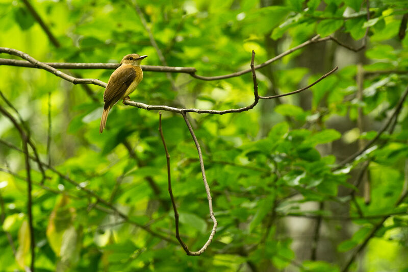 Tropical Royal Flycatcher