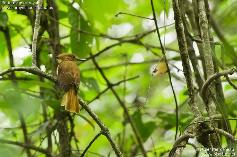 Tropical Royal Flycatcher