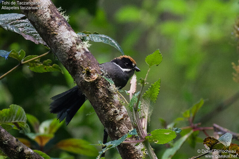 Taczanowski's Brushfinch