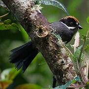 Taczanowski's Brushfinch