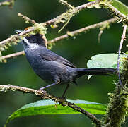 Taczanowski's Brushfinch