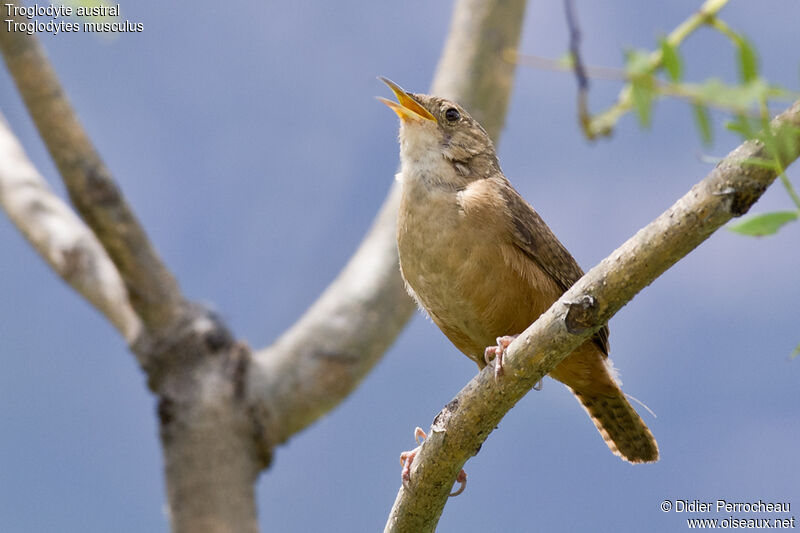 Troglodyte austral