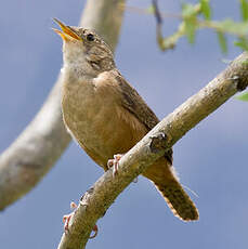 Troglodyte austral