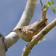 Troglodyte austral