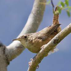 Troglodyte austral