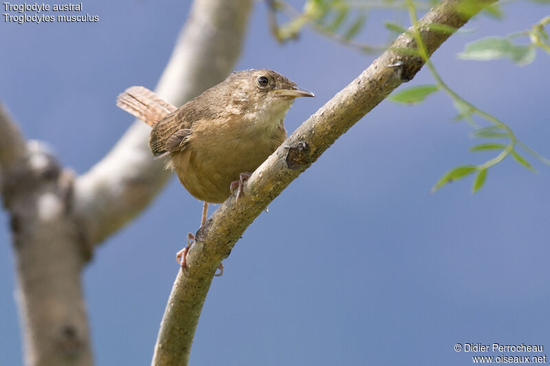 Troglodyte austral