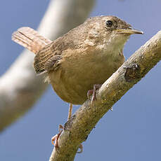 Troglodyte austral