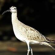 Hudsonian Whimbrel