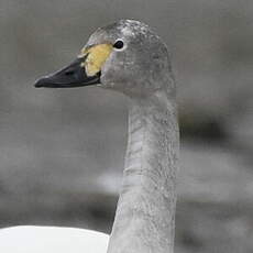 Cygne de Bewick