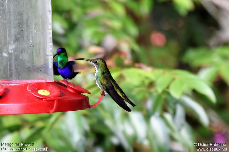 Green-breasted Mango female, drinks