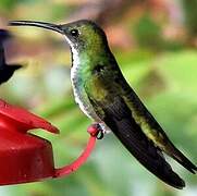 Green-breasted Mango