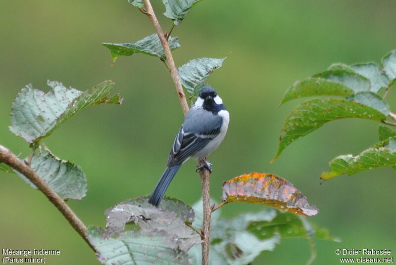 Cinereous Tit