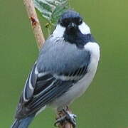 Cinereous Tit