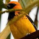 Oriole maculé