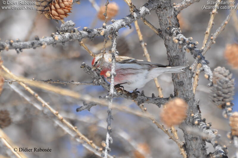 Redpoll