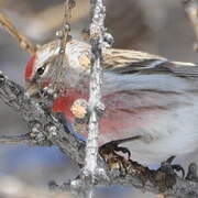 Redpoll