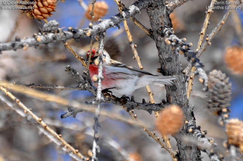 Redpoll