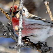 Redpoll