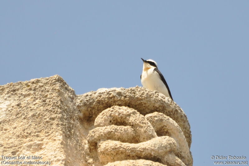 Eastern Black-eared Wheatear male