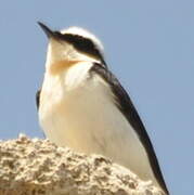 Eastern Black-eared Wheatear