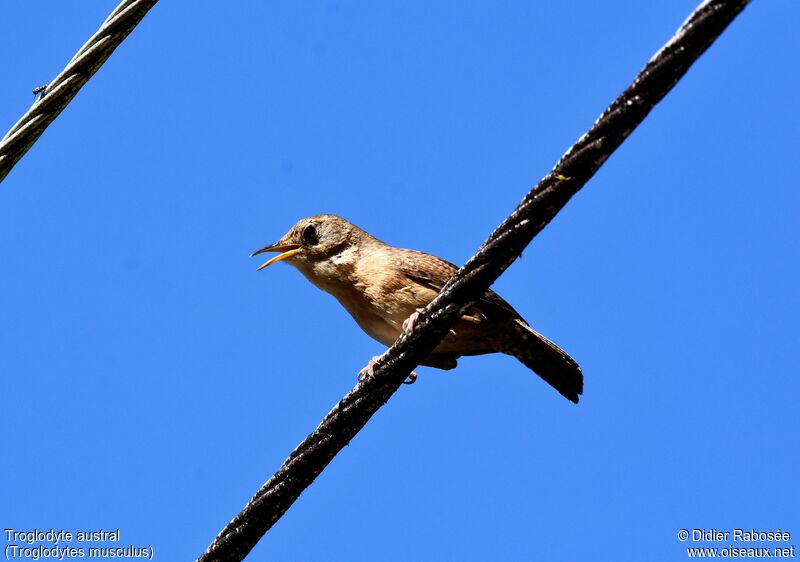 Southern House Wrenadult, song