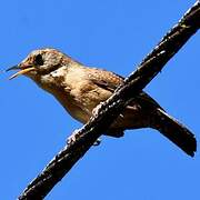 Southern House Wren