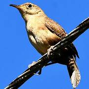 Southern House Wren