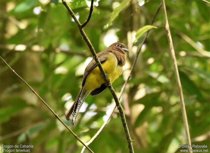 Trogon de Cabanis femelle