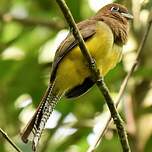 Trogon de Cabanis