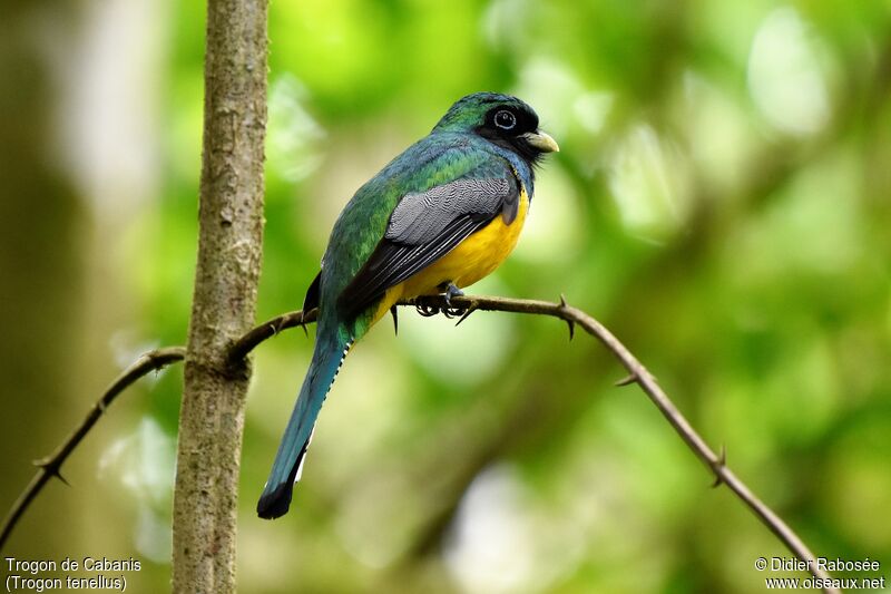 Northern Black-throated Trogon male